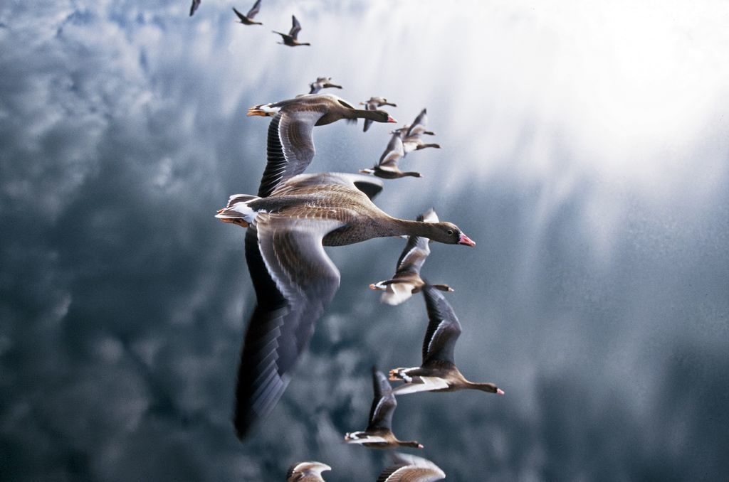 Migration d'oies sauvages