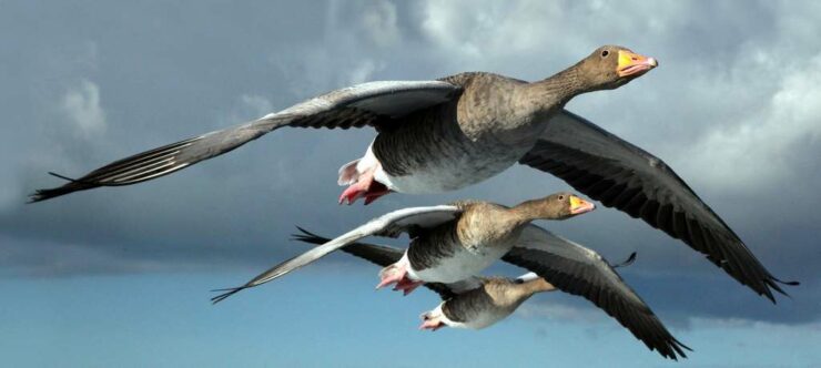 Vol avec les oies